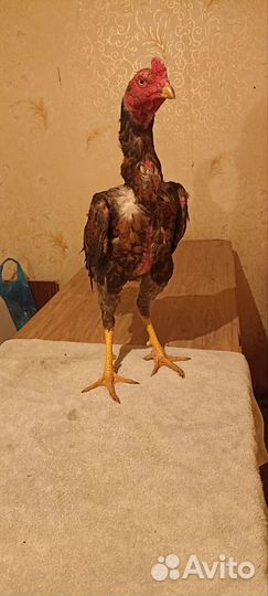 Бойцовые петухи