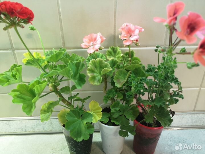Герань пеларгония