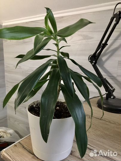 Драцена отогнутая