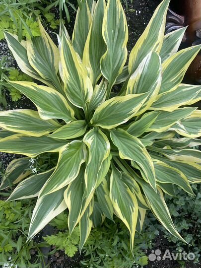 Хоста медуница энотера