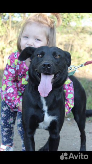 Передержка для собак и кошек