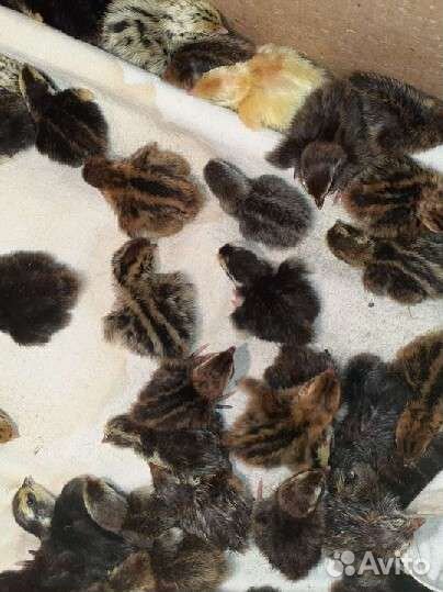 Яйцо домашнее перепелиное