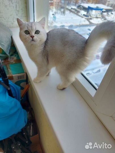Кошка серебристая шиншилла