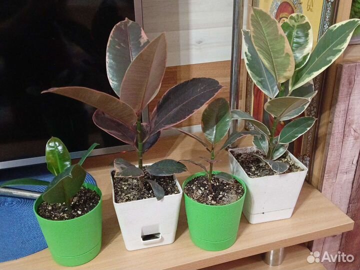 Фикус разные сорта. Коллекция фикусов