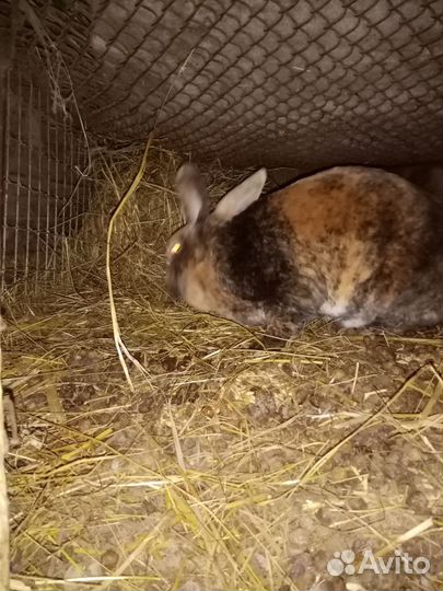 Кролики. Чистокровные