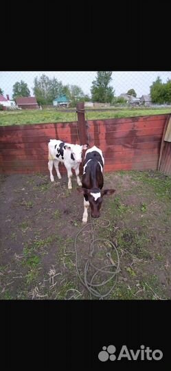 Два коров два телки