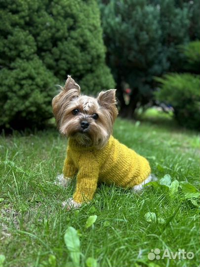 Одежда для маленьких собак