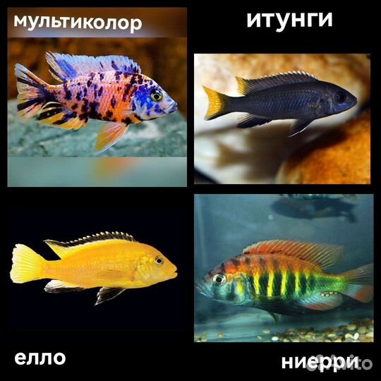 Аквариумные рыбки+ цихлиды