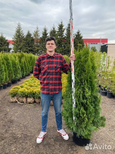 Туя Смарагд