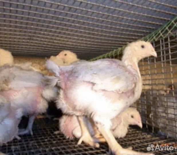 Бройлер подрощенный