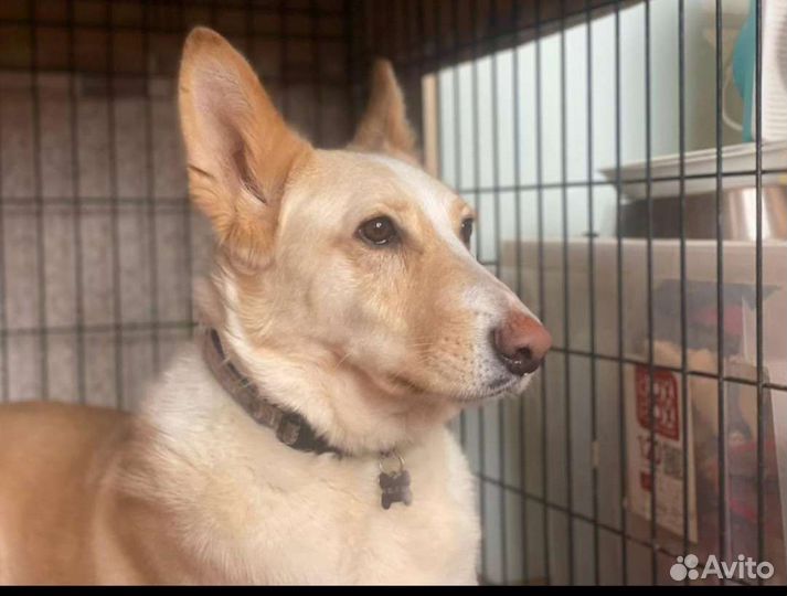 Собака в добрые руки