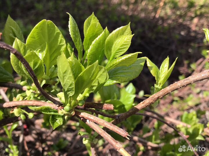 Лимонник китайский