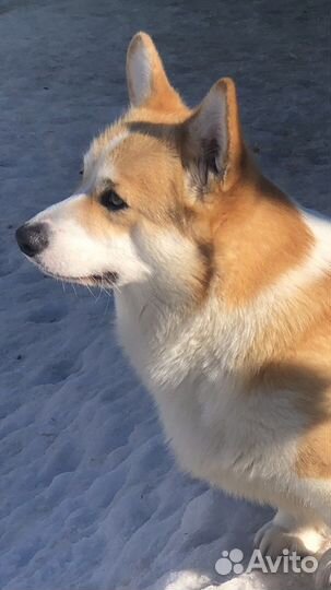 Вельш корги пемброк