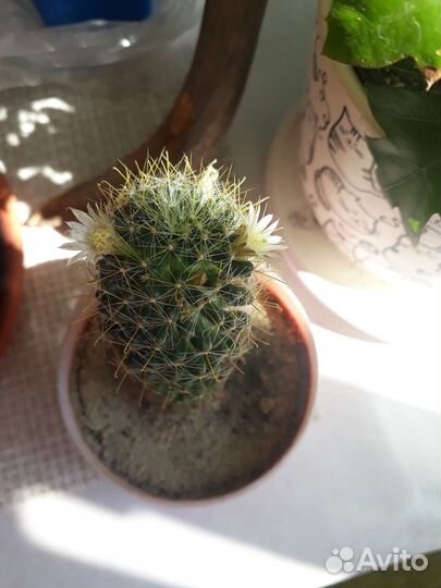 Кактус цветущий