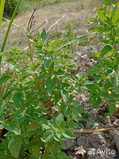 Лилейник, душица, дубок