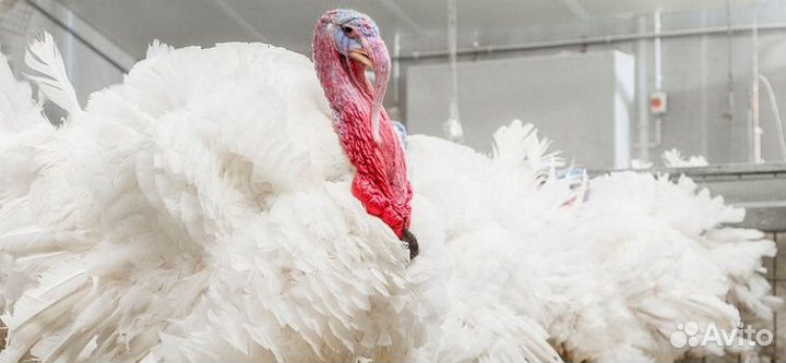 Индюшата Хайбрид конвертер суточные