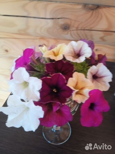 Рассада петунии