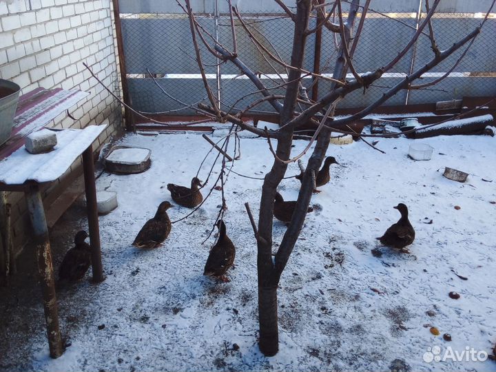 Утки подсадные для охоты