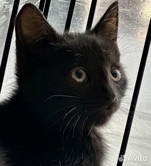 Котенок кошка кот черная в добрые руки бездомная
