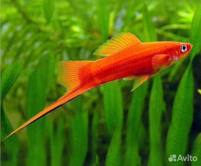 Меченосец красный