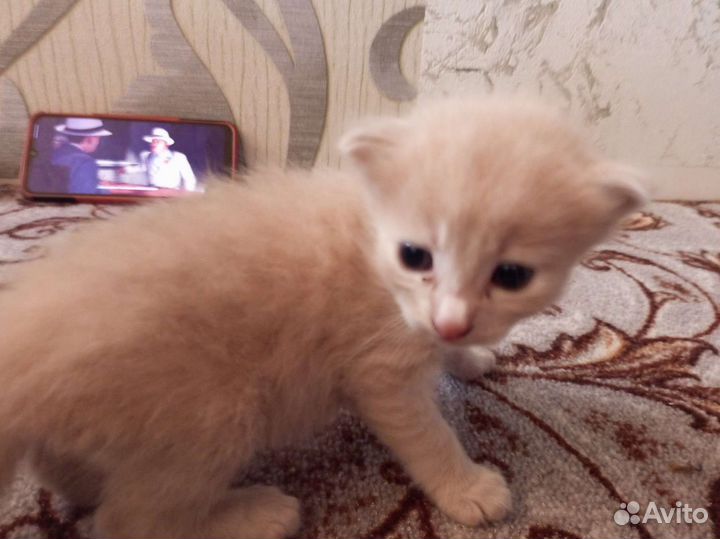 Котенок в добрые руки бесплатно