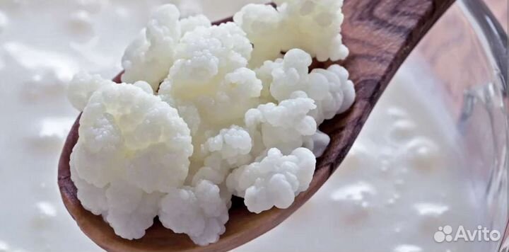 Кефирный молочный гриб