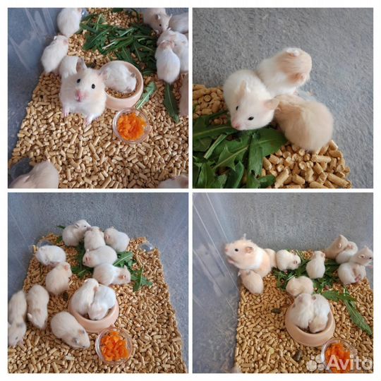 Сирийские хомяки малыши