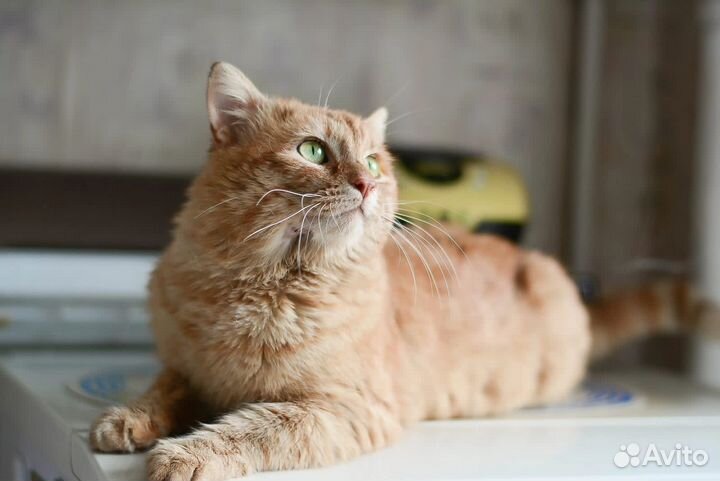 Селкирк-рекс