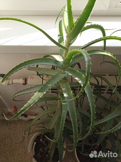 Алоэ столетник