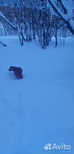Русский спаниель охотничий вязка
