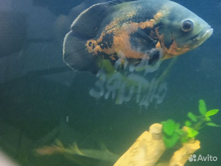 Астронотусы