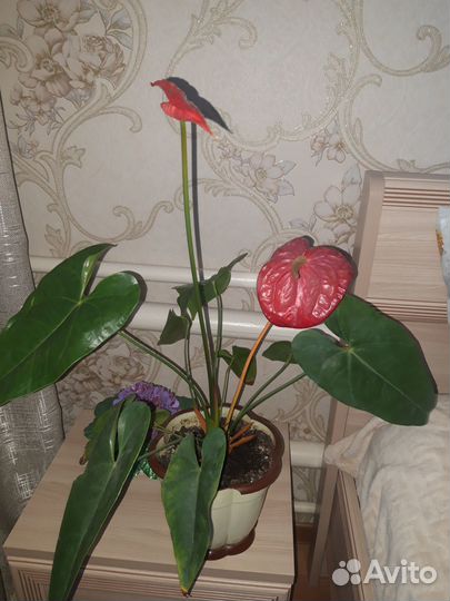 Продам антуриум