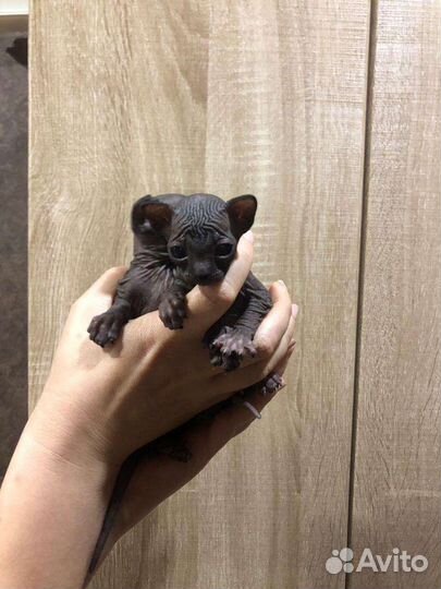 Канадский сфинкс