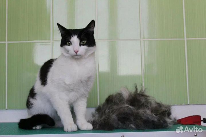 Груминг для кошек и котов