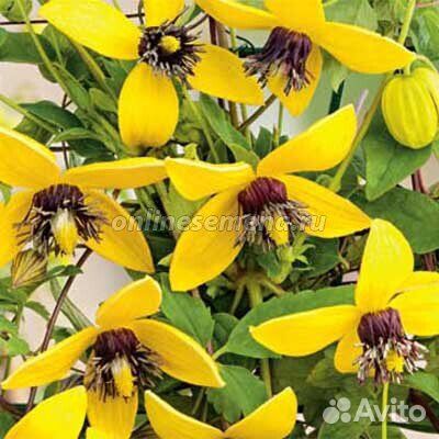 Княжики клематисы