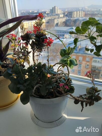 Каланхоэ перистое