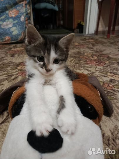 Мальчик- лапочка