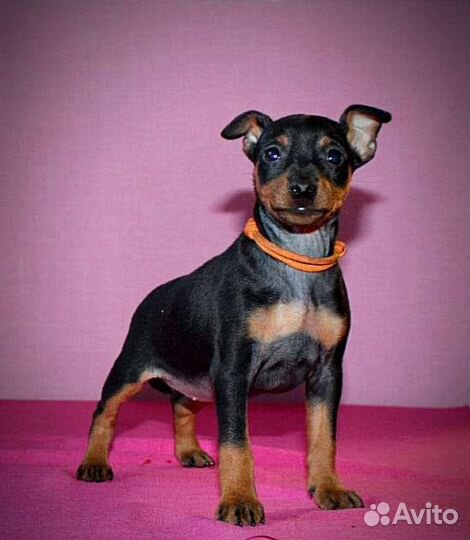 Цвергпинчер