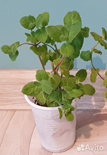 Мята шоколадная, яблочная и др