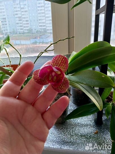 Орхидея фаленопсис пелорик