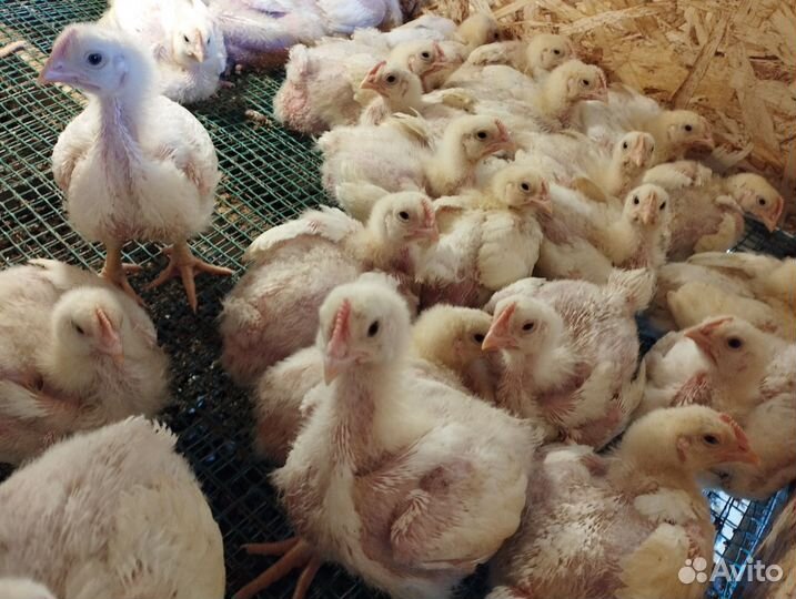 Бройлер подрощенный