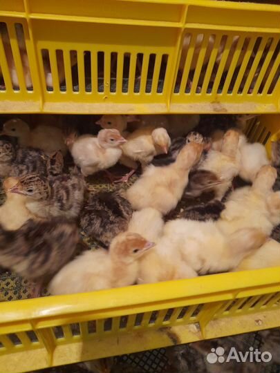 Индюшата суточные