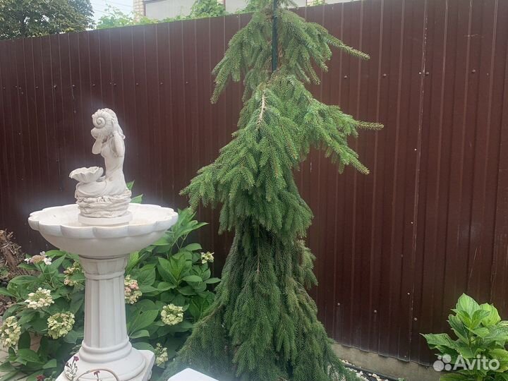 Ель Сербская Пендула