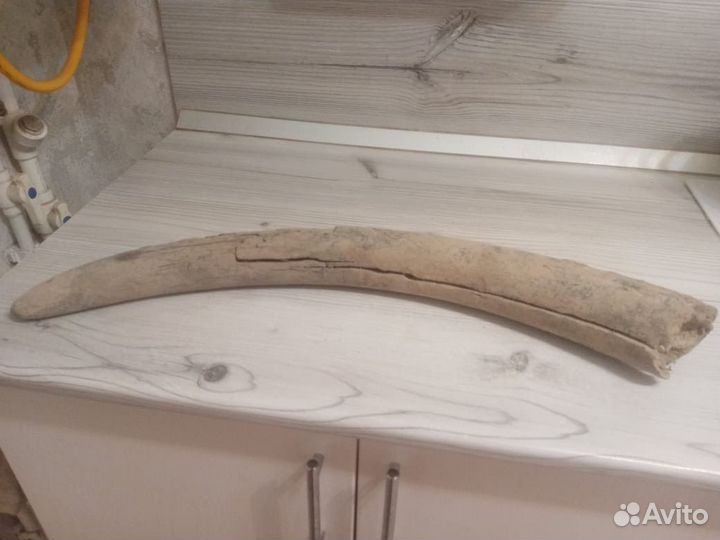 Продам бивень мамонта