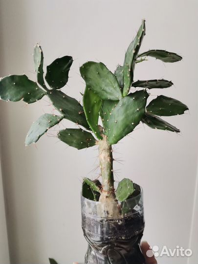 Кактус опунция