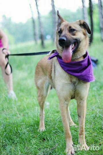 Собака в добрые руки