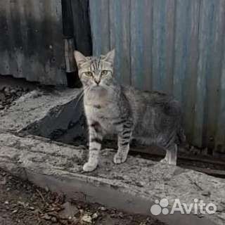 Домашние кошки живут на улице. Заберите их домой