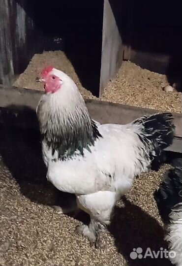 Петухи, брама