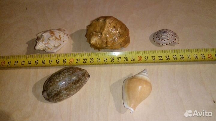 Морские ракушки