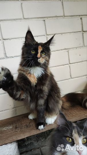 Девочка мейн-куна